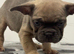 French bulldog puppies ready to leave