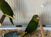 Hand reared Kākāriki Parrots