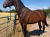 Family horse