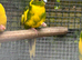 Kakariki’s