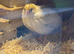 Mixed Button Quail