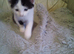 Kittens for sale