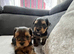 ️️Yorkshire terrier pure rehoming soon 2 Grils