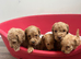Cockapoo puppies