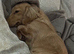 Cream long haired dachshund