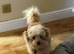 **Meet WALLACE — A Gentle, Sensitive Soul Looking for His Safe, Loving Home**