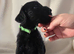Beautiful Schnockapoo Puppies Seeking Loving