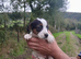 Jack Russell Puppies for Sale Swansea