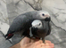 Friendly Baby Handreared Super Tame Cuddly African Grey Parrot,26