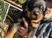 Rottweiler pups