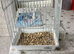 Carry/mule cage