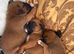 Champion breed boxer puppies