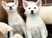 Japanese Akita puppies