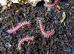Pink Dragon Millipedes For Sale