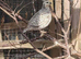 Pair of quail