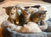 Beautiful kittens