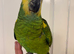 Hand Reared Blue Fronted Amazons
