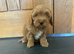 CAVAPOO PUPS F1 REDS PARANTS DNA TESTED