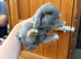 6 Pure Mini Lops Lilac & blue