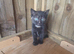 Polydactyl Female Kittens