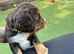 Liver (Chocolate) Working Cocker Spaniel Puppies