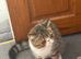 Tabby exotic