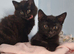 Kittens for rehoming