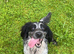 Sprocker pups for sale