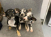 Chihuahua puppies