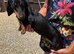 Beautiful gucci the miniature dachshund