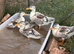 Miniature Silver Appleyard Ducks home hatched