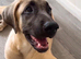 Kangal pup’s