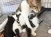 Kittens looking for homes