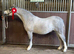 A real top class section A colt foal