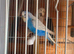 Budgies For Sale
