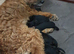 5. Lovely Patterdale. X lake land. Puppies