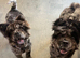Beautiful chow-pei