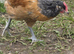 Verwork rooster 15 weeks old and a Polish bantam rooster 19 weeks.