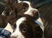 Beautiful English springer spaniels