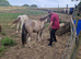 Pony for sale