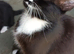 Beautiful Kitty