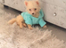 Pomerania puppy for sell