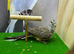 Diamond dove