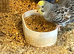 Baby budgies for sale