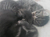 Tabby kittens
