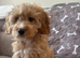 Small cockapoo puppy