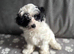 Adorable maltipoo puppies REDUCED