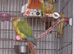 Bonded Pair Of Conures