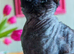 Devon Rex