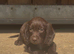 Cocker spaniel puppies